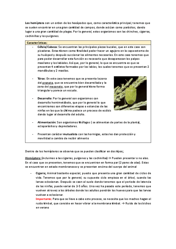 Miniatura del documento hemipteros.pdf