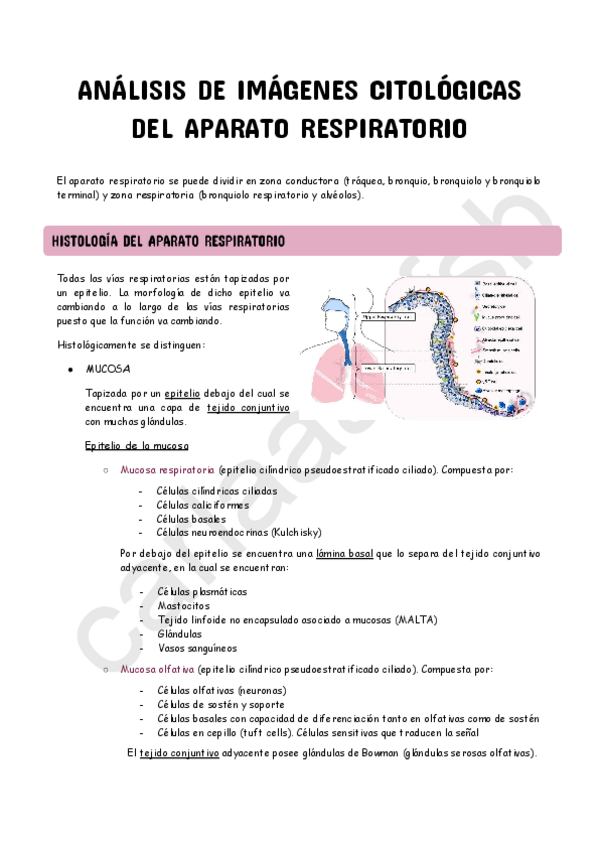 Miniatura del documento Tema-1-(parte1)-Analisis-de-imagenes-citologicas-del-aparato-respiratorio.pdf