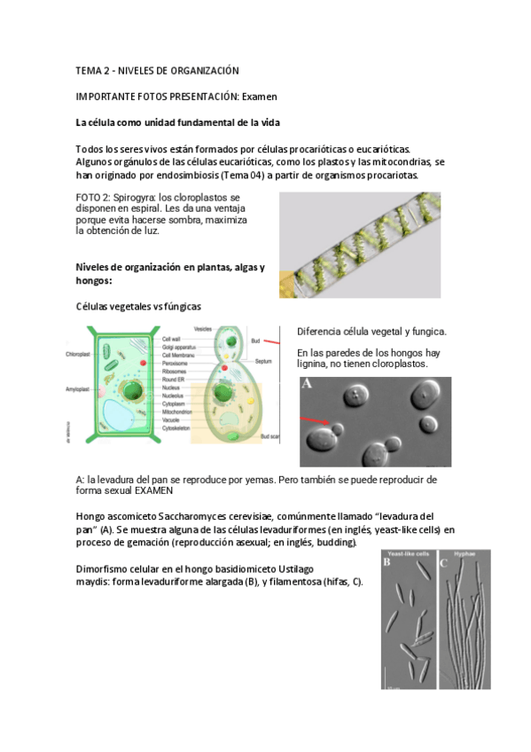 Miniatura del documento TEMA-2.pdf