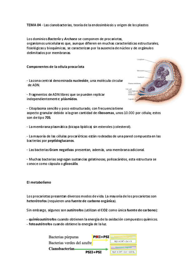 Miniatura del documento TEMA-4.pdf