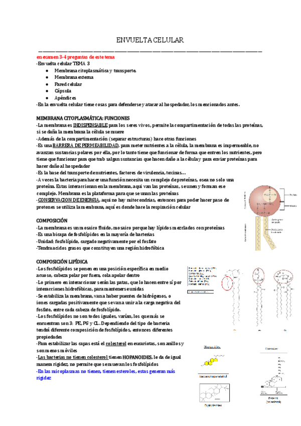 Miniatura del documento TEMA-3-MICRO-24-25.pdf