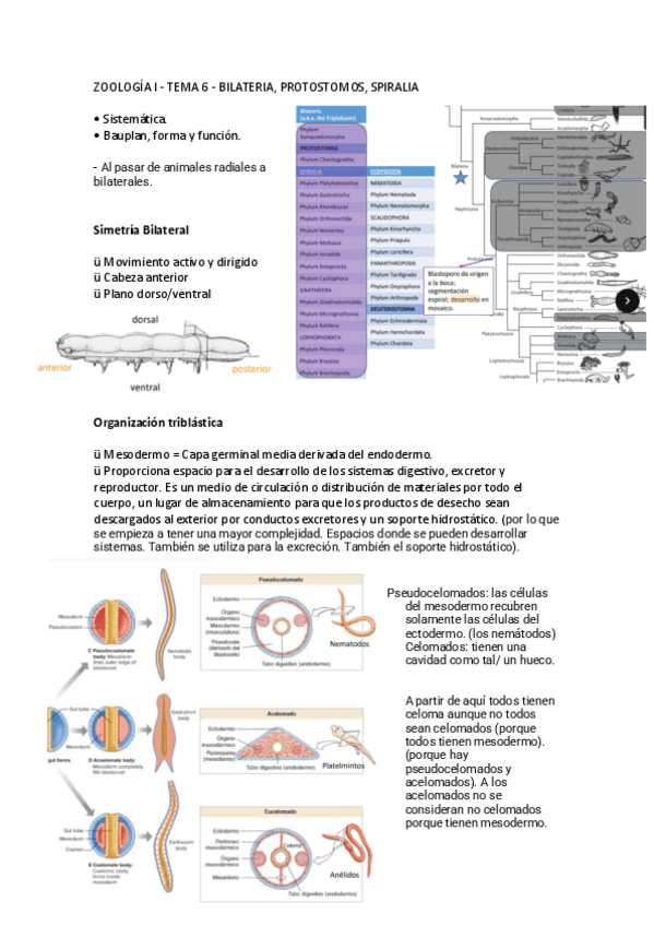Miniatura del documento TEMA-6.pdf