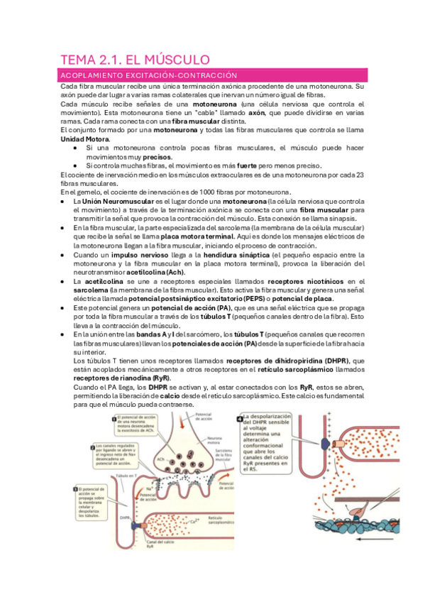 Miniatura del documento TEMA-2.1.-MUSCULO.pdf
