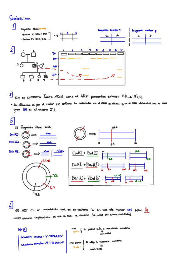 Miniatura del documento Genetica-ejercicios-y-examen.pdf