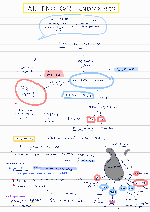 Miniatura del documento Inf-clinica-Alteracions-endocrines.pdf