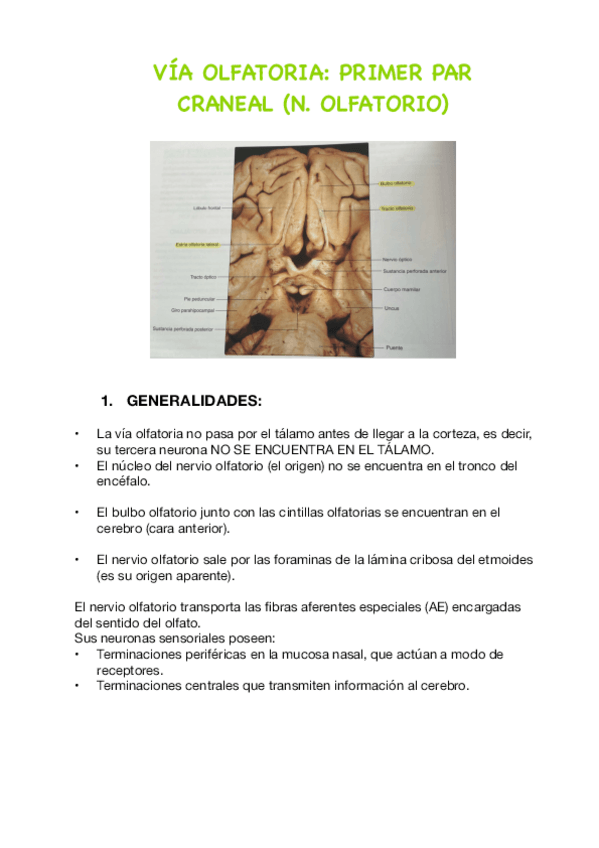 Miniatura del documento T11.-Via-olfatoria.pdf
