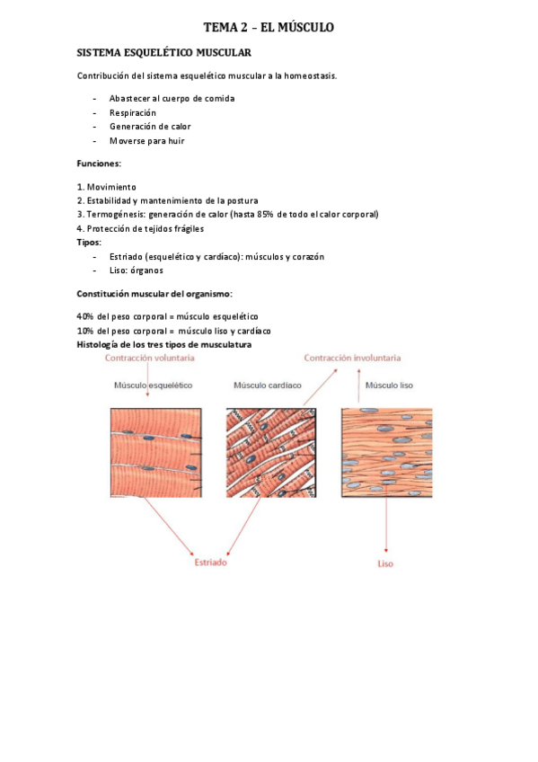Miniatura del documento TEMA-2.1-el-musculo.pdf
