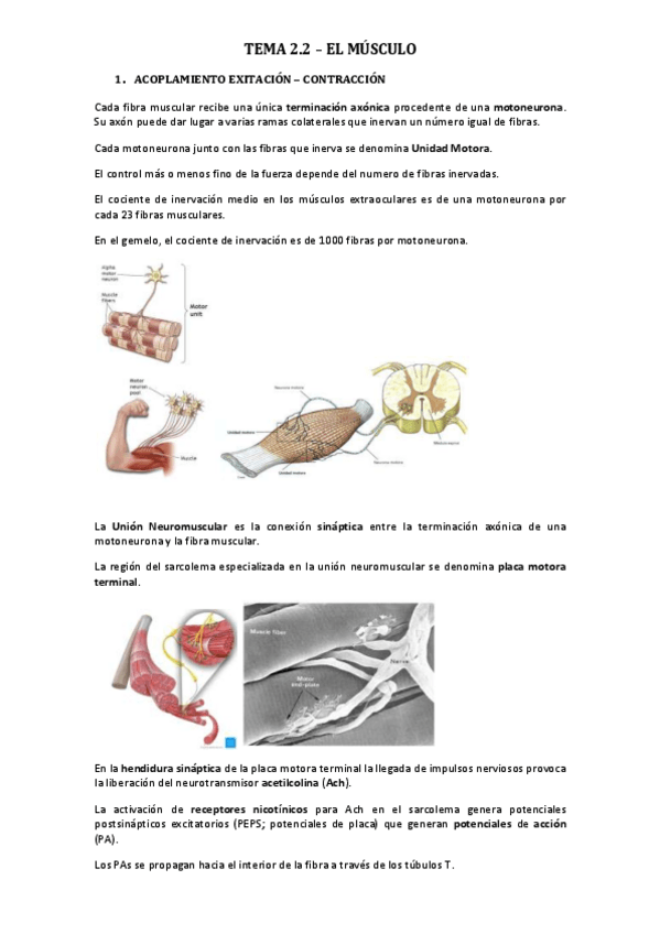 Miniatura del documento TEMA-2.2-EL-MUSCULO.pdf