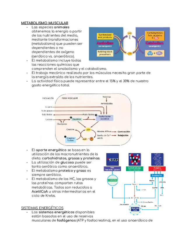 Miniatura del documento Resumen-tema-2-parte-3.pdf