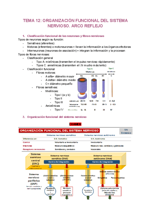 Miniatura del documento Tema-12.pdf