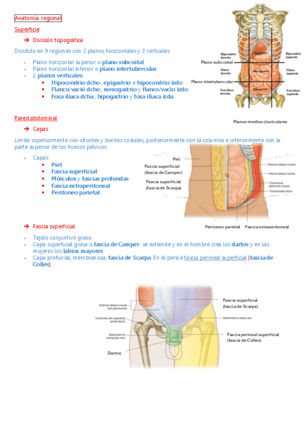 Miniatura del documento anatomia-abdomen-y-pelvis.pdf