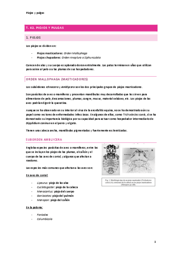 Miniatura del documento Piojos-y-pulgas-apuntes.pdf