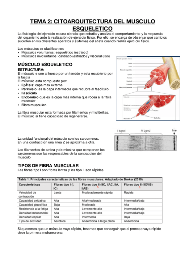 Miniatura del documento Fisiologia-de-la-AF.-Tema-1.-Resumen.pdf