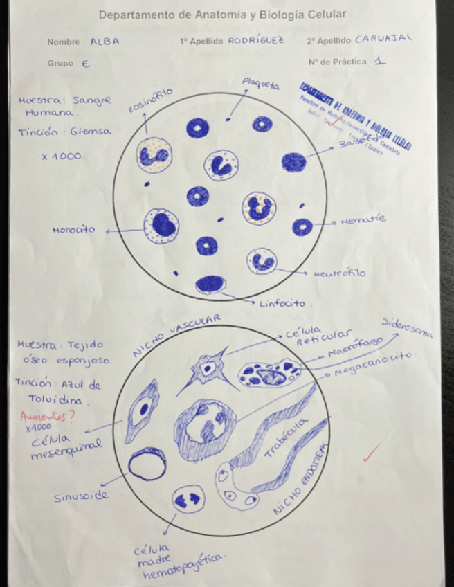 Miniatura del documento DIBUJOS-HISTO-PRIMER-PARCIAL.pdf