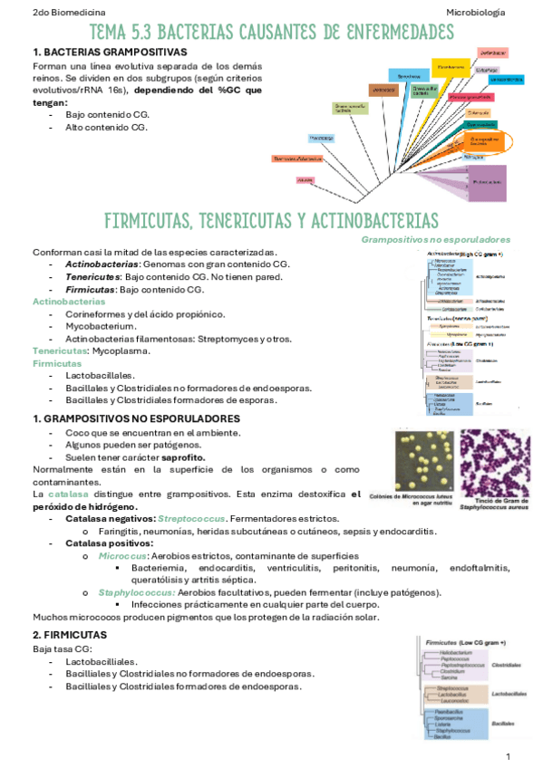Miniatura del documento T5.3.2-Bacterias-causantes-de-enfermedades.pdf
