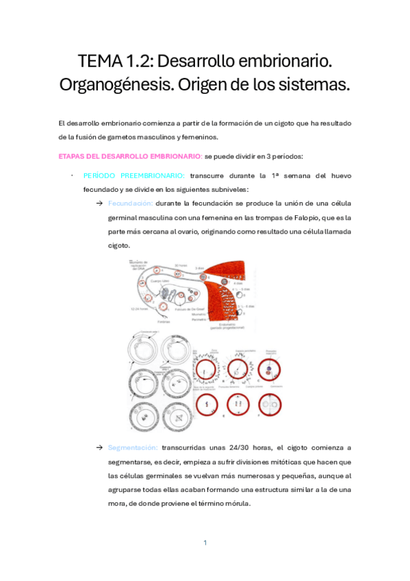 Miniatura del documento TEMA-1.2.-DESARROLLO-EMBRIONARIO.pdf