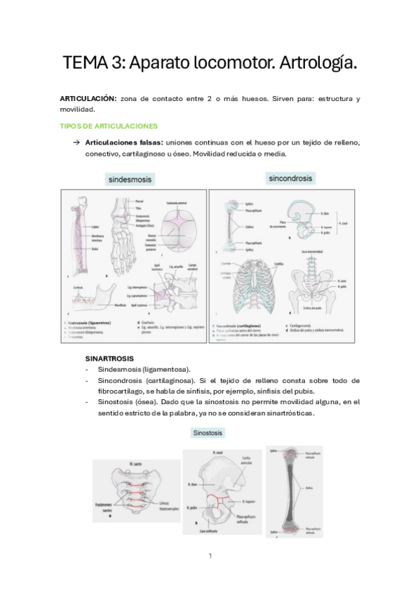 Miniatura del documento TEMA-3.-Aparato-locomotor.-Artrologia.pdf