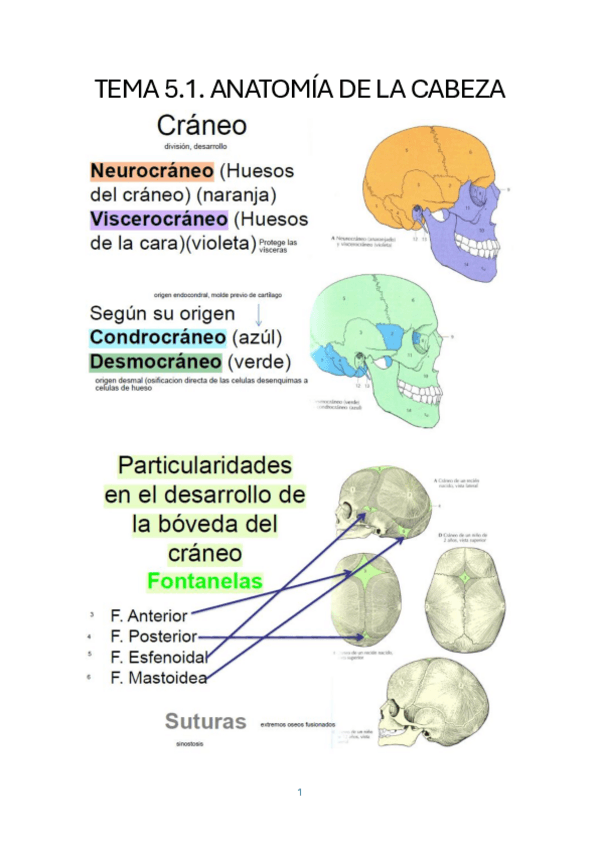 Miniatura del documento TEMA-5.1.-ANATOMIA-DE-LA-CABEZA.pdf