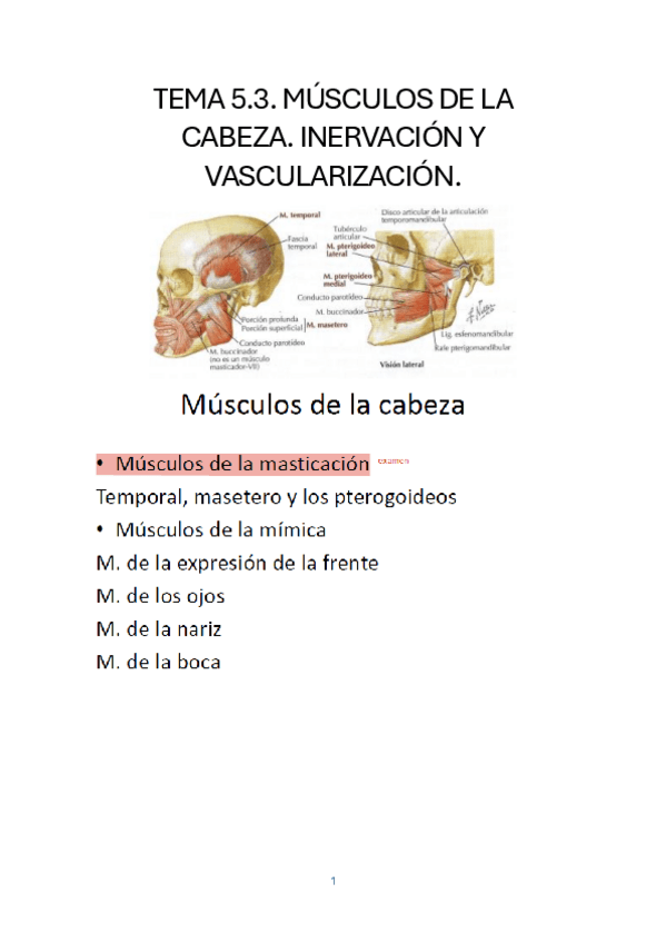 Miniatura del documento TEMA-5.3.-MUSCULOS-DE-LA-CABEZA.-INERVACION-Y-VASCULARIZACION.pdf