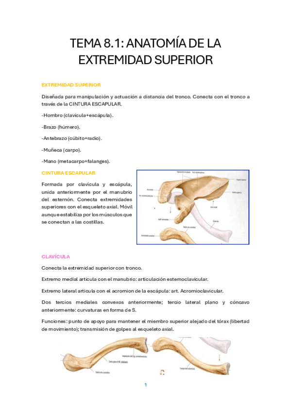 Miniatura del documento TEMA-8.1.-ANATOMIA-DE-LA-EXTREMIDAD-SUPERIOR.pdf