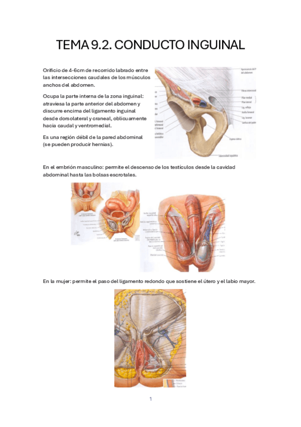 Miniatura del documento TEMA-9.2.-CONDUCTO-INGUINAL.pdf