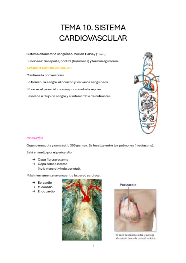 Miniatura del documento TEMA-10.-SISTEMA-CARDIOVASCULAR.pdf