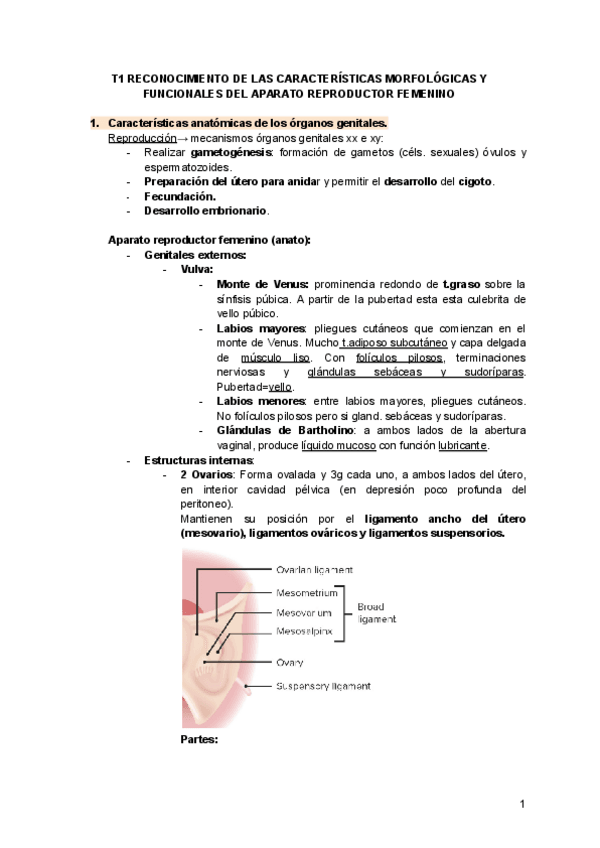 Miniatura del documento T1-RECONOCIMIENTO-DE-LAS-CARACTERISTICAS-MORFOLOGICAS-Y-FUNCIONALES-DEL-APARATO-REPRODUCTOR-FEMENINO-ginecologia-1.pdf