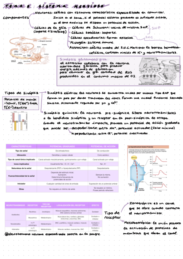 Miniatura del documento Resumen-tema-2-4-5-6.pdf