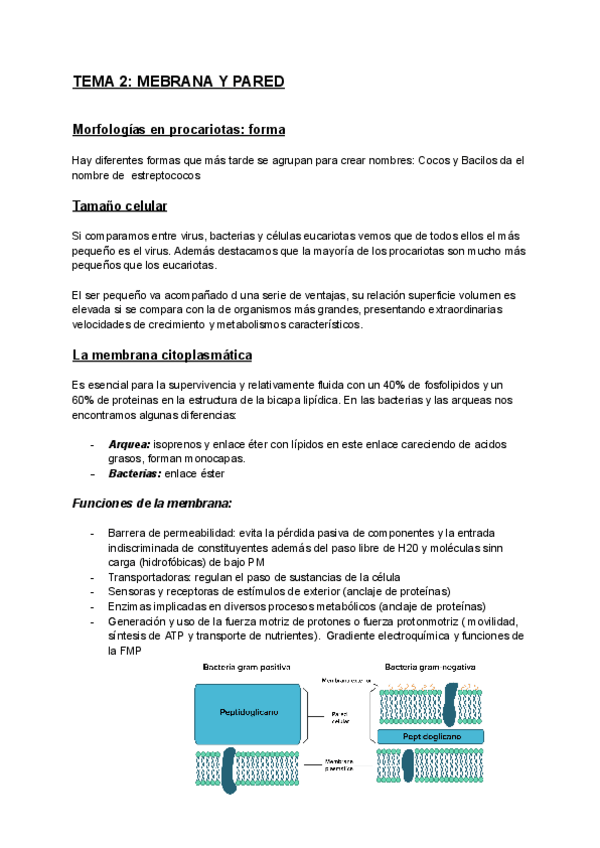 Miniatura del documento TEMA-2-MEBRANA-Y-PARED.pdf
