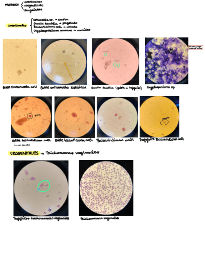 Miniatura del documento Protozoos-examen-practico.pdf