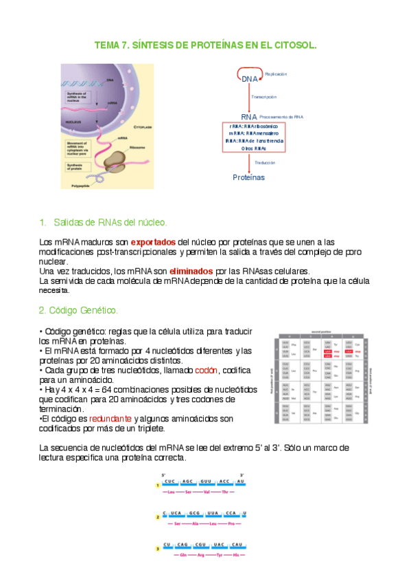Miniatura del documento Tema 7. Síntesis de proteínas en el citosol.pdf