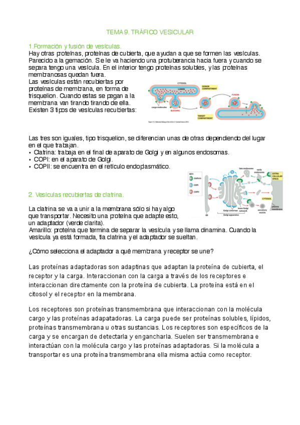 Miniatura del documento Tema 9. Tráfico vesicular.pdf
