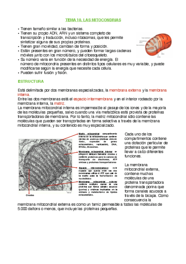 Miniatura del documento Tema 10. La mitocondria.pdf