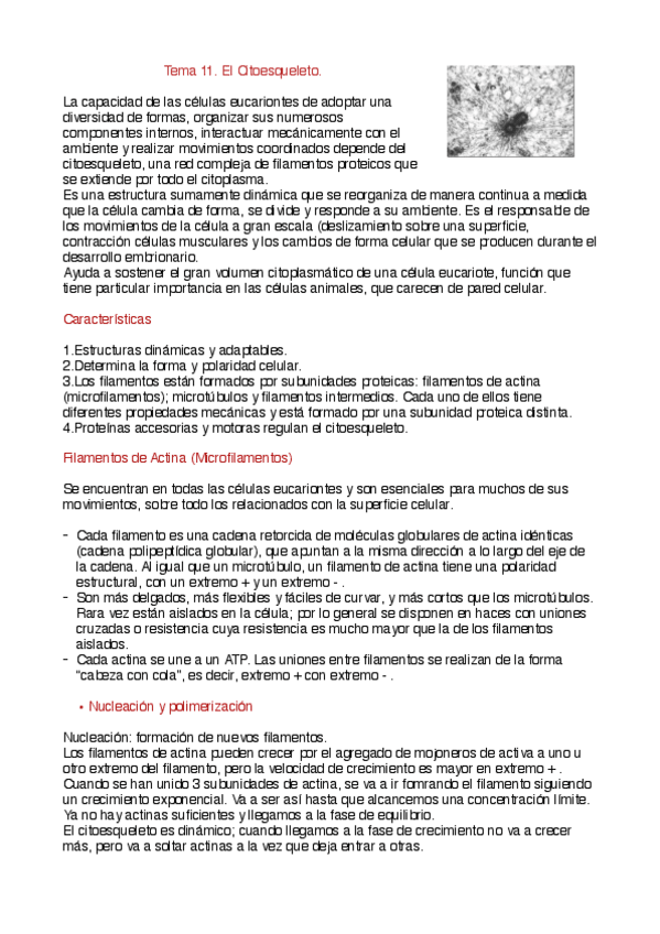 Miniatura del documento Tema 11. El citoesqueleto.pdf