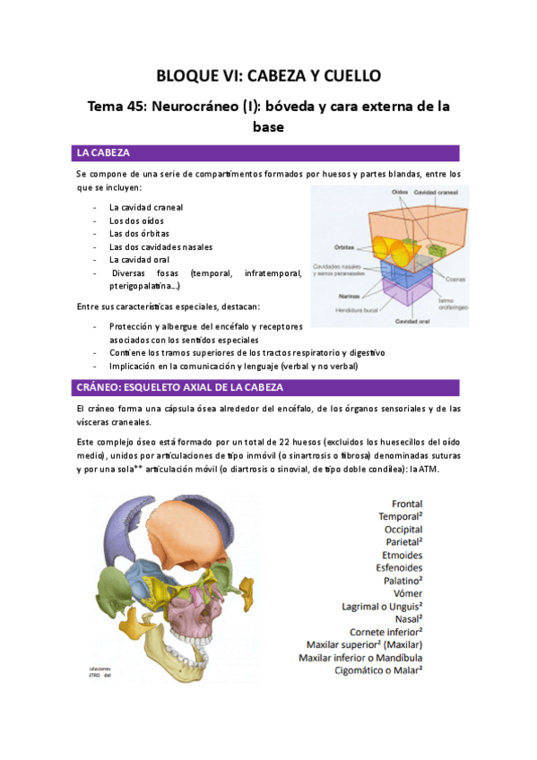 Miniatura del documento CRANEO-ANAT.pdf
