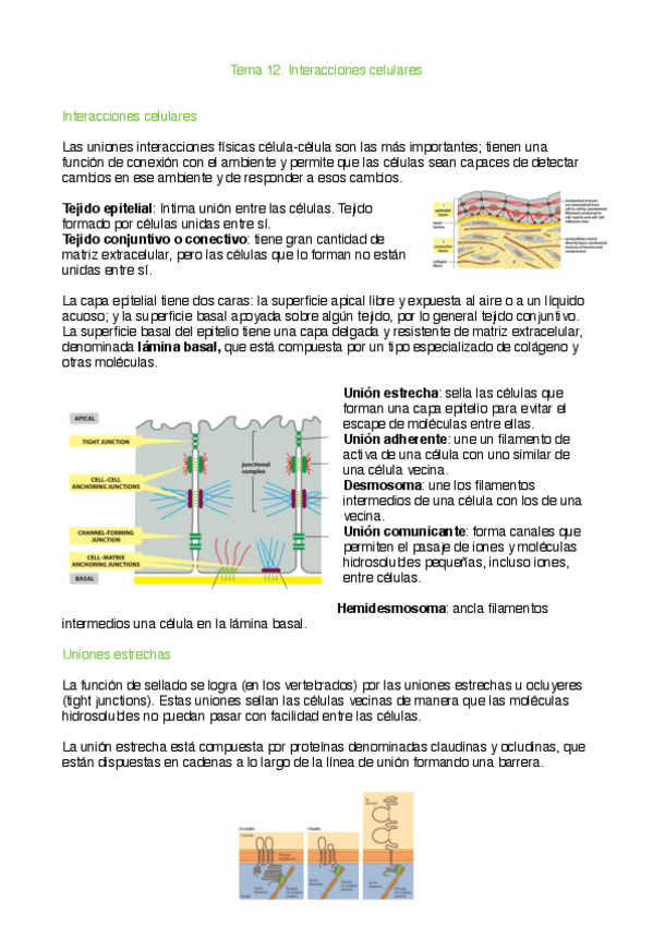 Miniatura del documento Tema 12. Interacciones celulares.pdf