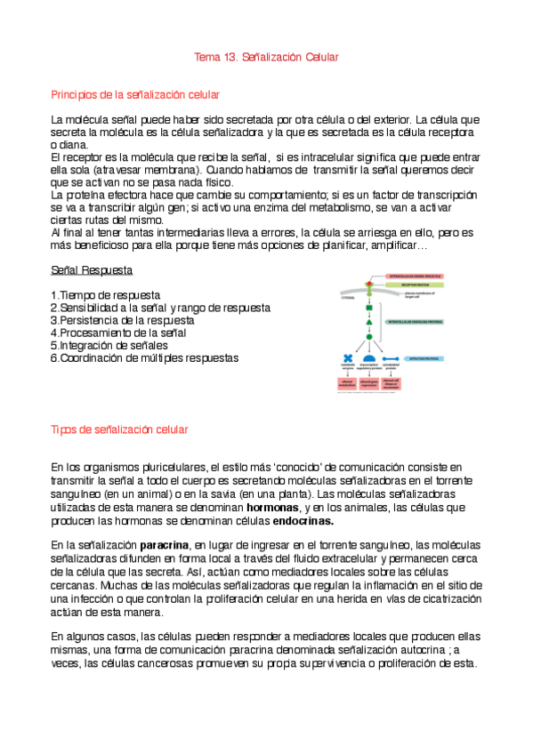 Miniatura del documento Tema 13. Señalización Celular.pdf