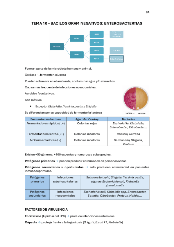 Miniatura del documento Tema-10.-Enterobacterias.pdf