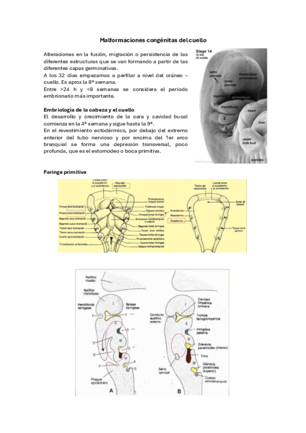 Miniatura del documento Malformaciones-cuello.pdf