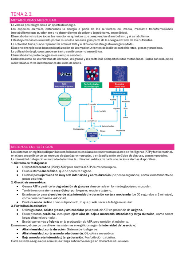 Miniatura del documento TEMA-2.3..pdf