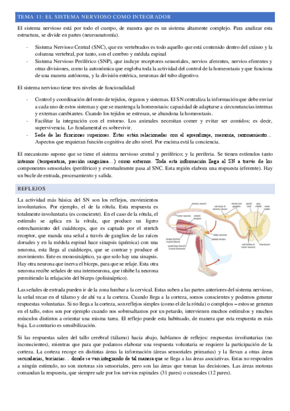 Miniatura del documento Tema-11-El-sistema-nervioso-como-integrador.pdf