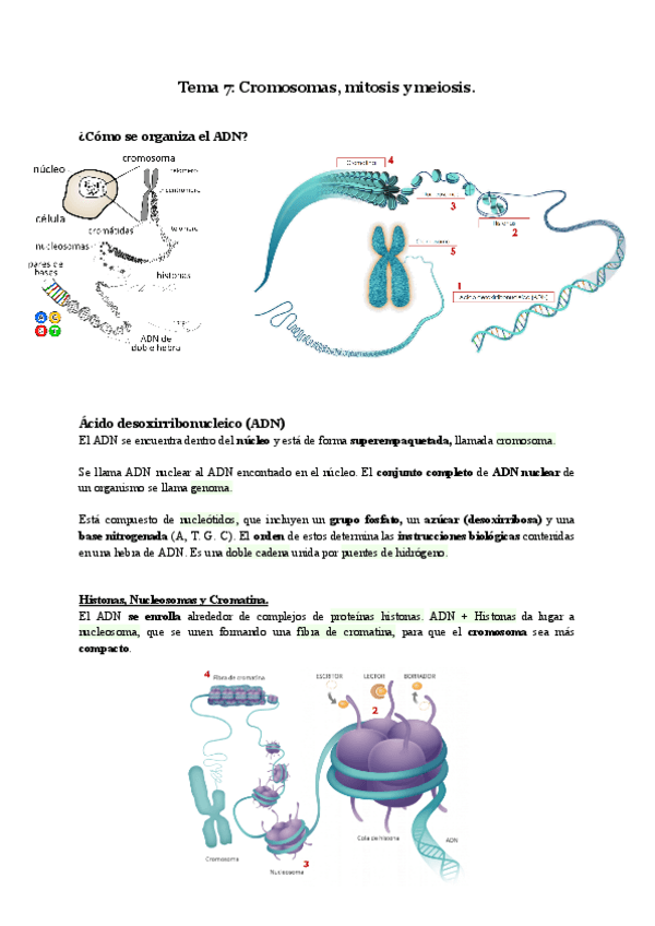 Miniatura del documento Biologia-Tema-7.pdf