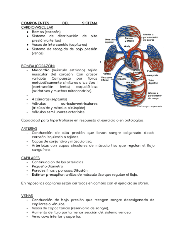 Miniatura del documento Resumen-T5Adaptaciones-cardiovasculares.pdf