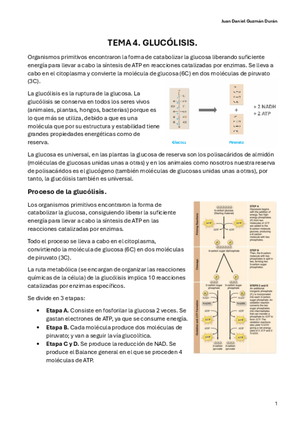 Miniatura del documento TEMA-4.-GLUCOLISIS.pdf