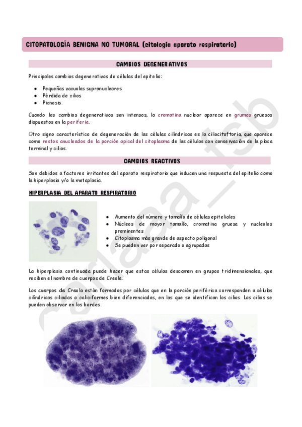 Miniatura del documento Tema-1-(parte2)-Analisis-de-imagenes-citologicas-del-aparato-respiratorio.pdf