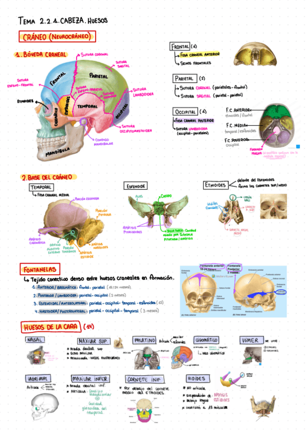 Miniatura del documento Huesos-de-la-cabeza.pdf