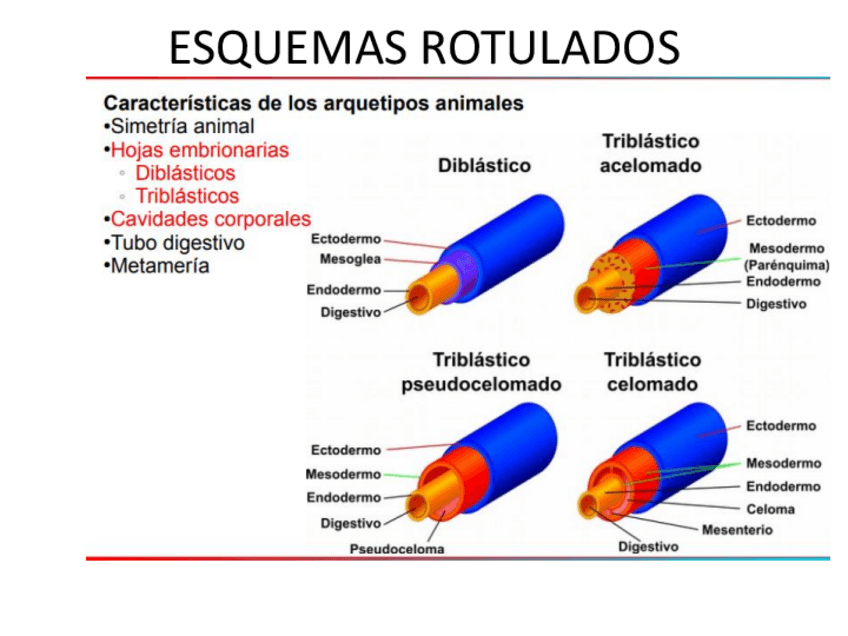 Miniatura del documento ESQUEMAS-ROTULADOS.pdf