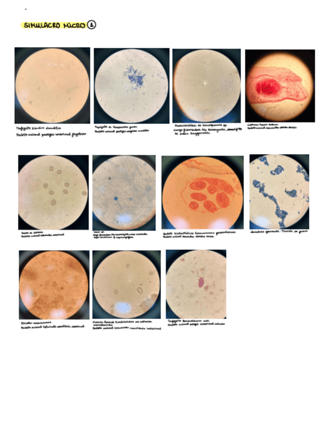 Miniatura del documento Simulacro-Examen-Practico-Micro.pdf