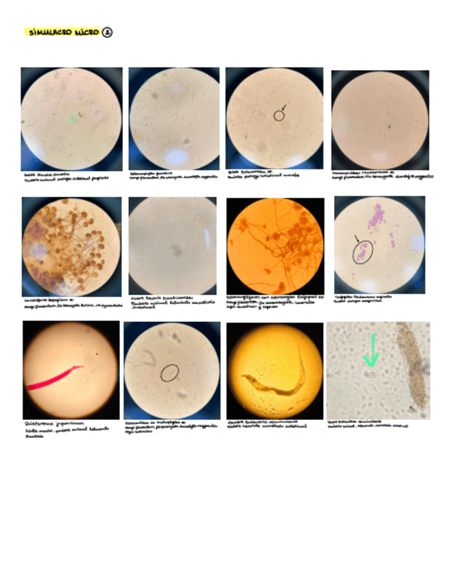 Miniatura del documento Simulacro-Examen-Practico-Micro.pdf