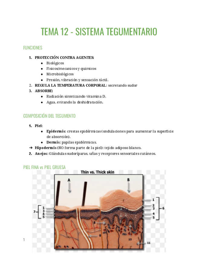 Miniatura del documento TEMA-12-SISTEMA-TEGUMENTARIO.pdf